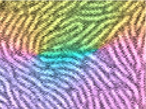 Social bacteria build shelters using the physics of fingerprint patterns