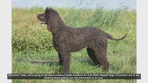 Common Health Problems in Irish Water Spaniel Dogs