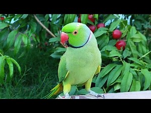 Talking Parrots Natural Sounds Compilation | Parrot Natural Voices