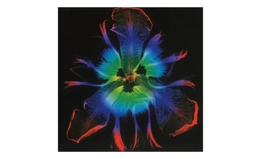 圧倒的なカリスマ性で狂信的な人気を誇ったヴィジュアル系バンドPIERROT、音楽シーンに定着させたある「文化」とは ヴィジュアル系カリスマ列伝：第19回 | JBpress (ジェイビープレス)