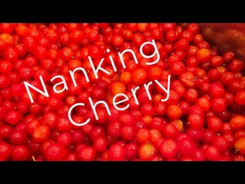 Step By Step To Making Cherry Jelly