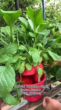 Easy and Quick Tips for Growing Mustard Greens.