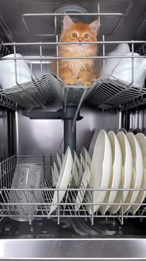 Why Is There a Cat in the Dishwasher?