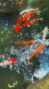 11K views · 37 reactions | Forest Camp Koi Pond - Stop by and stare at them for a few seconds to start up your relaxation... | Forest Camp | Facebook