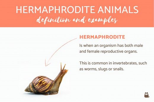 What Are Hermaphrodite Animals? - Definition and Full List!