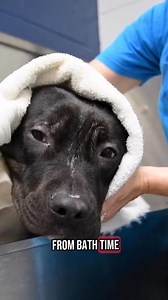 1.5K views · 35 reactions | Want to make a difference in the lives of shelter pets?  Become a LifeLine volunteer and help animals in need! Whether you're walking dogs, socializing cats, assisting with adoption events, or capturing pet photos to help them find homes, there's a role for everyone. Join our volunteer family today and be a hero for Atlanta’s pets!  Learn more here: https://lifelineanimal.org/volunteer/ | LifeLine Animal Project | Facebook