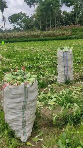 Freshly harvested pak choy! One full sack is priced at just $8. #vegetables #pakchoi #farmer