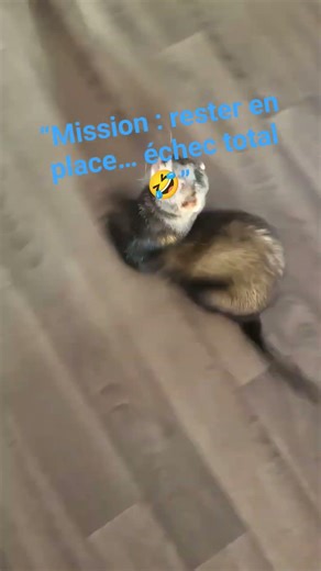 Kyûbi en mode batterie chargée#furet #ferret#animaux#funnyanimals#animalshorts#youtubeShorts#funny