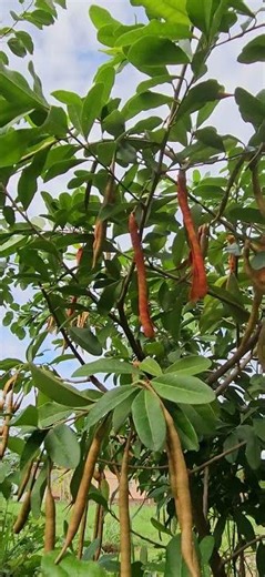 Quadrilla Indica - Various Stages