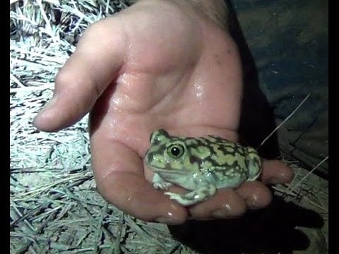 Couch's Spadefoot Toad