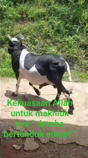 #viral_domba_tanduk_empat