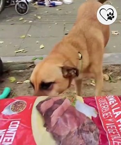 🫶🏻❤️🐶🐾 #pets #viral #dog #parati #love #viralreels #viralvideo #viralshorts