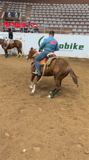 marin performance horses 🐎 on Instagram: "Campanita 🛎️ en acción #marinperfomancehorses #sinohaytrabajonohaysuerte #zacatecas #jalisco #caballos #charros #charreria #caballosdecala #lados @_ale_xis00"