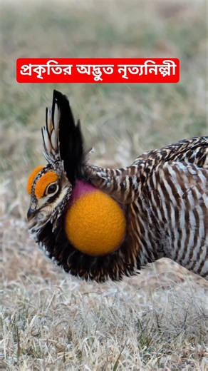 প্রেইরি চিকেন! প্রকৃতির অদ্ভুত এক নৃত্যশিল্পী।prairie chicken mating dance #chickendance