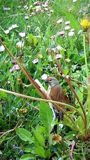Common Linnet / Paprastasis čivylis #birds #linnet #čivylis