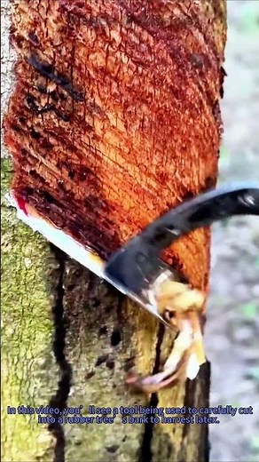 Rubber Tapping: Harvesting Latex from Rubber Trees