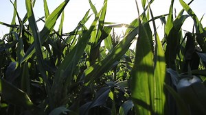 We celebrated the opening of our new Global Vegetable Seeds Quality Control Lab by welcoming a special group of VIPs to our Nampa, Idaho, U.S. site! Check out some highlights in the video below. ⬇️ This event gave our guests an insider look at our commitment to stewardship and seed health, showcasing a 37,000-square-foot facility that features state-of-the-art precision-testing labs. This technology will be essential to help us preserve seed quality for the global vegetable industry. Want to lea