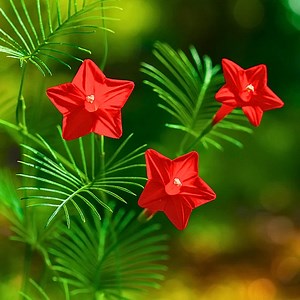 50 Cardinal Climber Seeds | Fast Growing Climbing Vine | Red Star Flowers | Annual Garden Flower | Non-gmo Seeds - Etsy