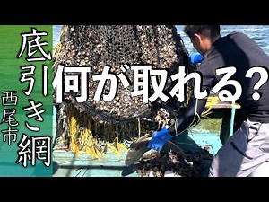 Private bottom trawl fishing experience in Nishio City