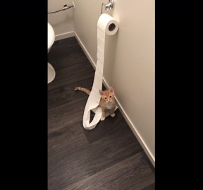 Toilet paper unravels as a cat keeps swatting