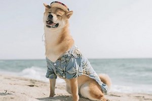 Is Dogecoin a Scam? • Investment Overview  • Benzinga