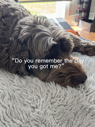 #dog #birdy