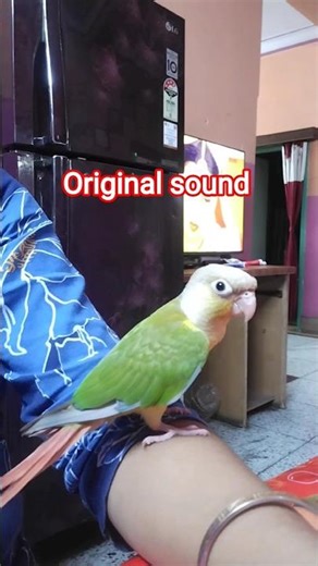 pineapple parrot conure original voice ❤️#youtubeshorts #birds #parrot