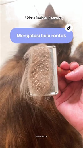 Cara Mengatasi Bulu Kucing Rontok Karena Jamur