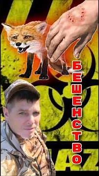 Бешенство у диких лис и её проявления Rabies in wild foxes and its manifestations #ru_kompass #лиса