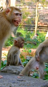 4.1K views · 541 reactions | Oops! why Luna screaming like that! what's wrong on Luna! | Good Or Bad | Facebook