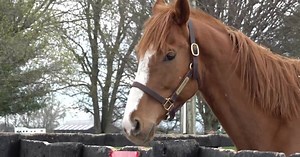 Old Friends Farm, a unique haven for retired racehorses