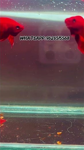 TOP QUALITY BETTAS BETTA SALES| #bettabreeding #bettafish #betta #trendingshorts