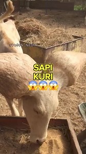 Sapi kuri unik sekali #sapijumbo #ternaksapi #sapijumbojakarta #sobatngaret #sobatngaretnusantara #sapikuri #sapikuring #peternaksapi #peternaksapiindonesia #peternaksapimuda #kambing #peternak #kambingliar #jaban_media #kambingjantan #kambingbetina #peternakkambing #peternakmuda #peternakmilenial #peternakahli #peternakansapi #kambinglucu #jeniskambing | JABAN MEDIA Edukasi