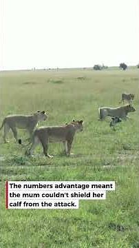 Lion Jumps on Buffalo Mum's Back After Pride Catches Calf