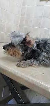 How to clean your dogs ears, pluck hair, Yorkie/Chinese Crested dog breed, dog grooming from home