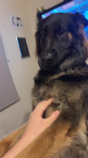 Sushi (@sushi_the_germansheperd)’s videos with original sound - Song Lyrics