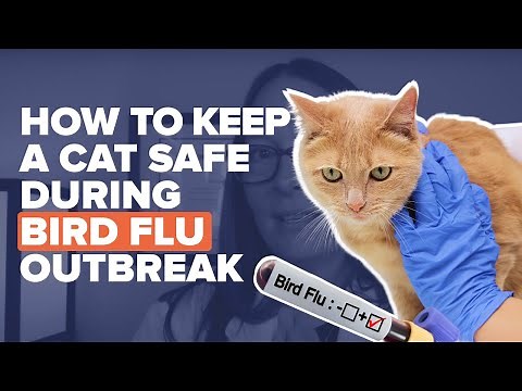 Bird Flu Outbreak in Cats Explained
