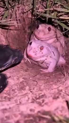 69K views · 180 reactions | Funny Frog cute ❤️ #CuteFrog #ChubbyFrog #FunnyFrog #FrogLovers #SoCute #FrogLife #NatureVibes #AnimalLovers #CuteAnimals #FrogVideos | GMC-Video | Facebook