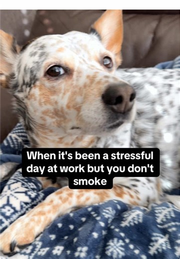 I just need one sniff of that frito feetsies #dog #dogsoftiktok #cutedog #cattledog #doglover