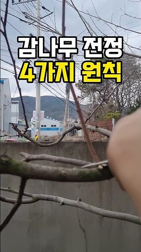 감나무 전정 4가지 꿀팁 참쉽죠! 누구나 할수있어요