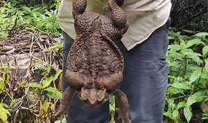 Countryfile: Scientists dissect toad to retrieve DNA sample