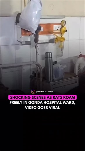 LOG KYA SOCHENGE on Instagram: "A shocking video from Gonda Medical College’s ortho ward shows rats freely running from oxygen pipes to patient beds, even damaging patients’ food. The clip went viral, forcing the District Magistrate to order immediate pest control measures. The inc!dent has raised serious concerns over hygiene and patient safety in the hospital. Source:X/Sharma39Harish"