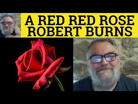 🔵 A Red Red Rose Poem by Robert Burns - Summary Analysis - A Red Red Rose by Robert Burns
