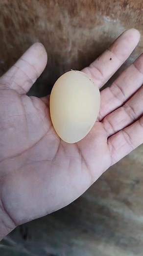 7.1K views · 91 reactions | Paano maiwasan ang soft shell egg o malambot na shell sa mga itlog. #tatakexcellence #calciX | Cris gamebirds tv | Facebook