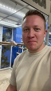 9.2K views · 580 reactions | I couldn’t believe it  a Red-tailed Black Cockatoo in a pet store. In Europe they have the price of a middle class car. These birds are highly intelligent and should never be kept single. Only in pairs as they bond for the rest of their life’s. #parrot #yourparrot #australia #cockatoo #blackcockatoo #perroquet #birds #birdbreeder #papegaai #parrotlover #birdfood #birdlovers #parrotlife #pets #petbird #papageien | dein_papagei | Facebook