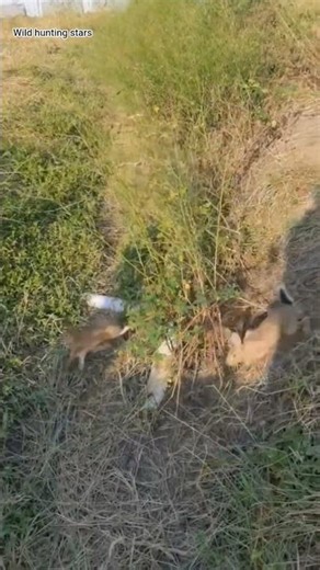 Raising wild rabbits on the farm #wildlife #animals #rabbit