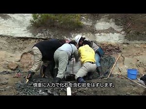 10 ステゴロフォドン発掘