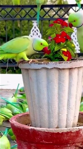 I wanted to get a tape recorder🦜♥️🥰#cuteparrot#parrotlover#parrotvideo#love#shotsvideo#ytshorts#like