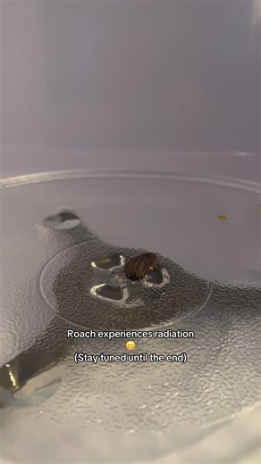 Roach Experiences Radiation in Unique Experiment