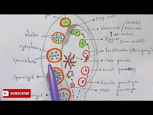 Plasmodium vivax in mosquito phase | Detailed | NEET | Bio science